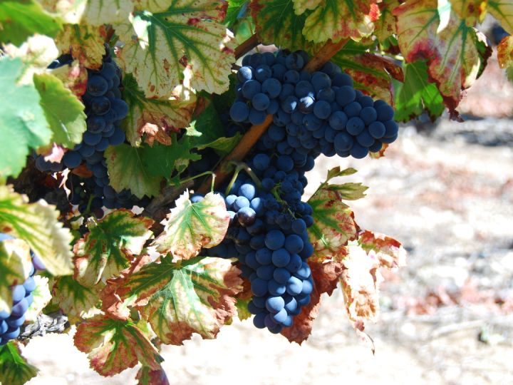 provence roman grapes cycling france holidays gallery
